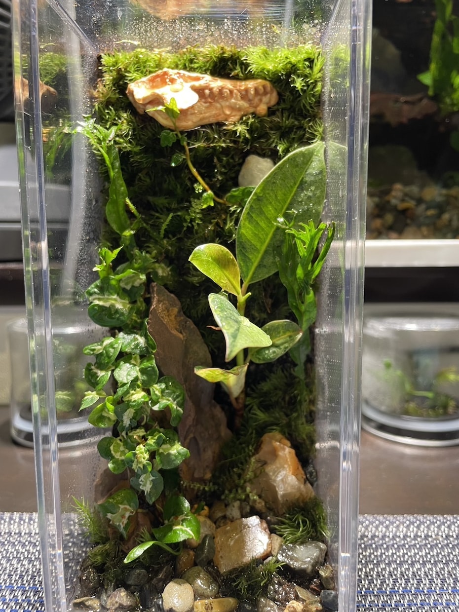 苔テラリウム･パルダリウム作成します お家に小さな森を取り入れませんか？ イメージ1