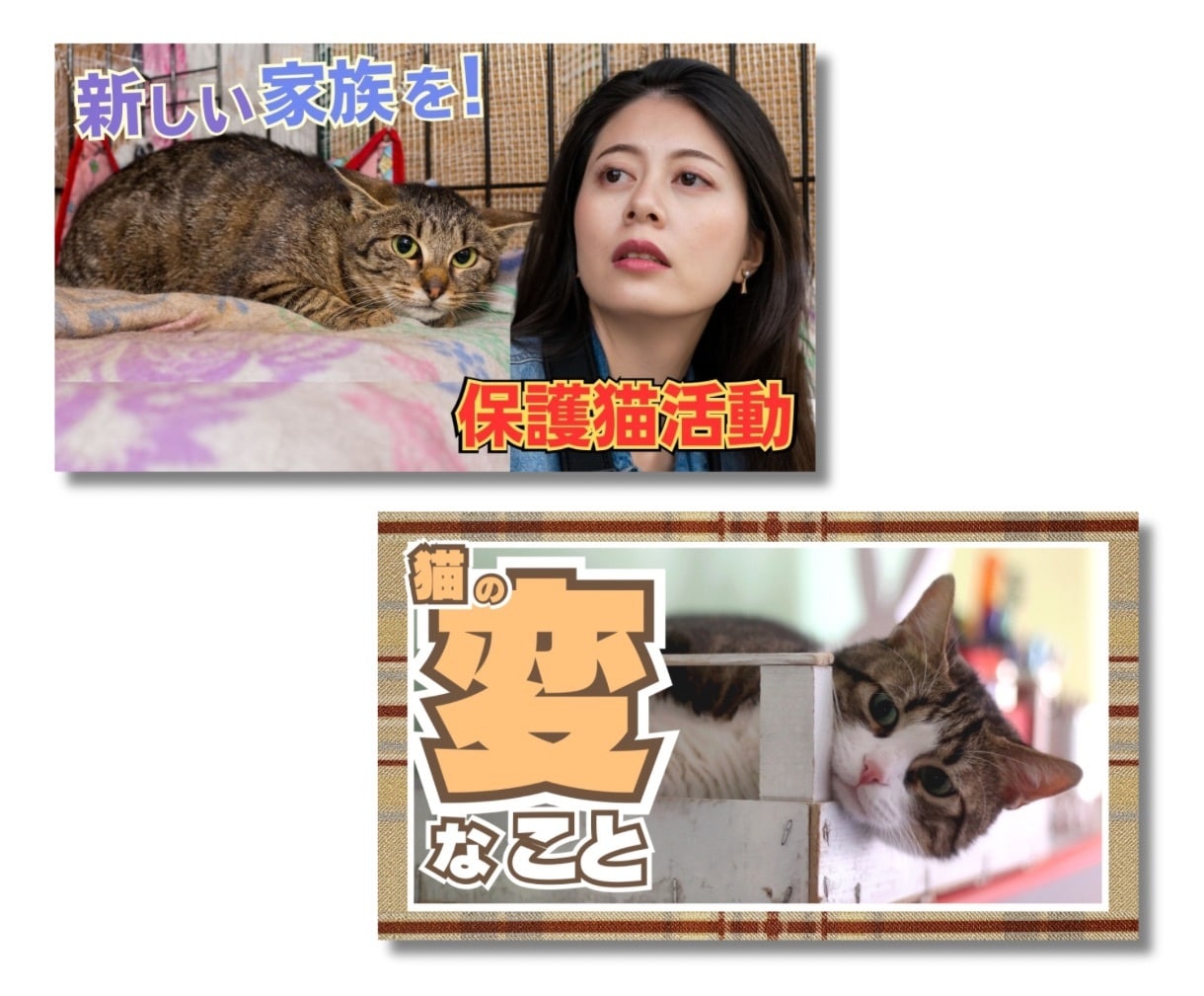 パッと目を引く動物のサムネイル制作します プロが制作！クリック＆再生数が上がる！YouTube集客に♪ イメージ8