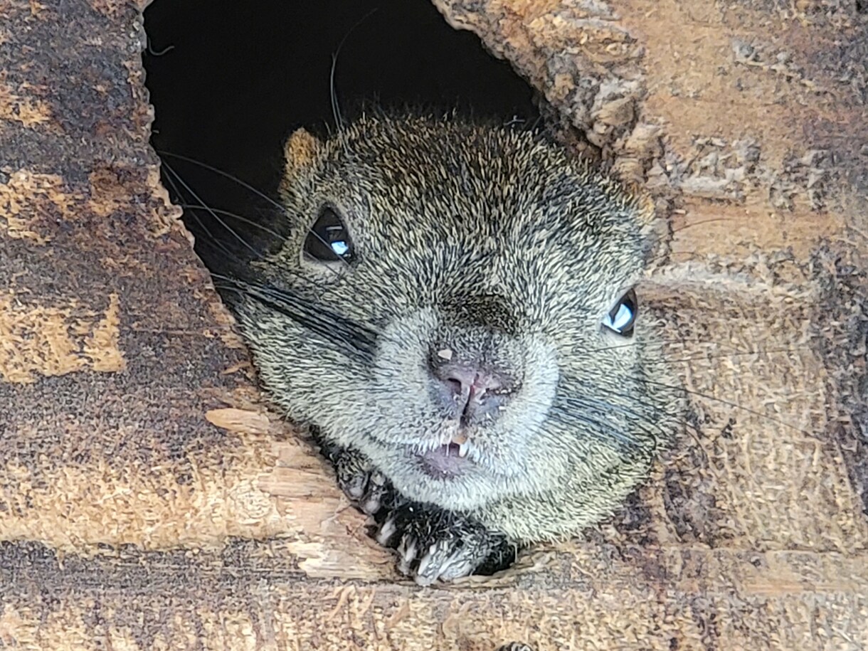 自然の風景と、たまに動物が紛れます 自然の癒し、掛け替えのない風景大地の雄大感。出会う動物たち イメージ1