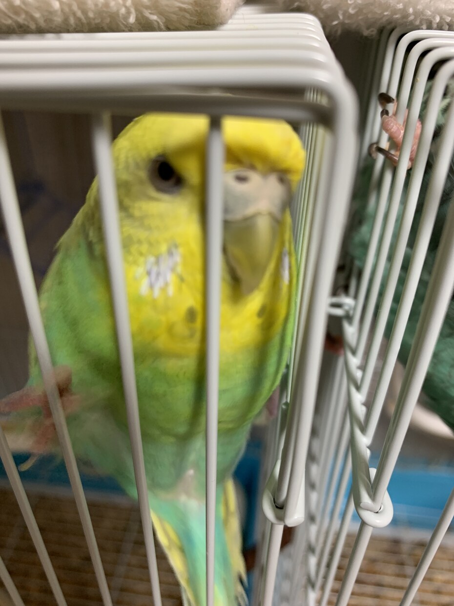 インコを初めて飼う方！雛を初めて飼う方！教えます 初めてインコを飼う方や初めて雛を飼う方必見！ イメージ7