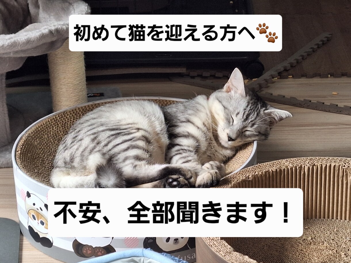 猫初心者目線の相談対応お受けします 初心者だから分かる不安に寄り添います イメージ1