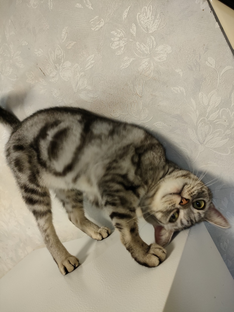 犬　猫　ハムスター鳥ペットの気持ち霊感霊視で視ます 家のワンちゃん猫ちゃんの父親だからこそ愛を込めて占います イメージ7