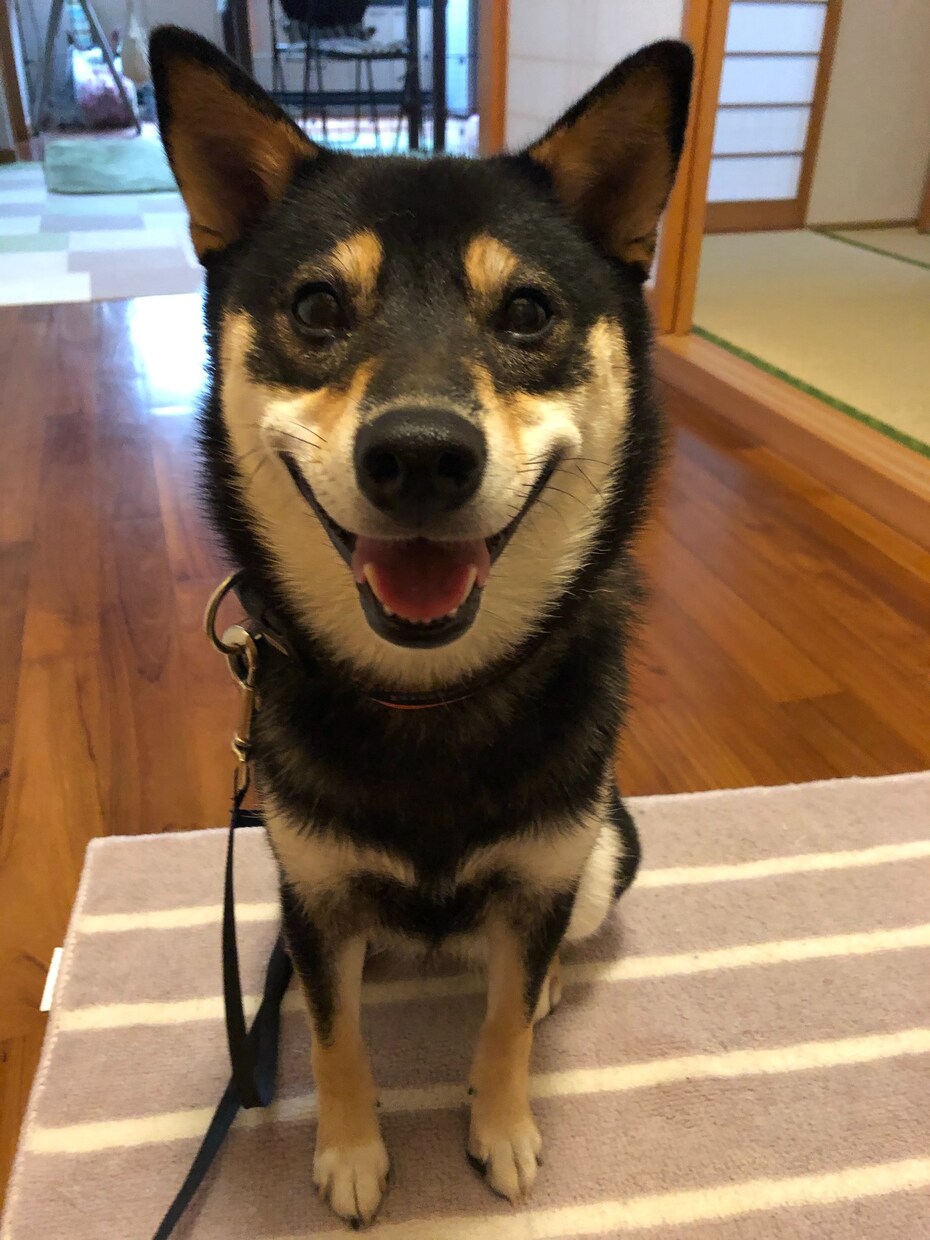 ビデオチャットで犬との暮らしのアドバイスします 国際ライセンスCPDT-KA認定ドッグトレーナー イメージ1