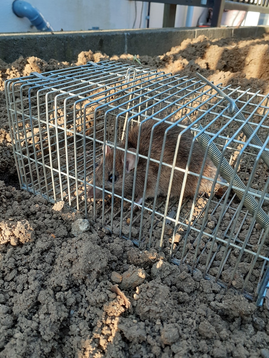 家庭菜園でのネズミの捕獲駆除を教えます 低コストで管理が簡単。餌にポイントがあります。 イメージ2