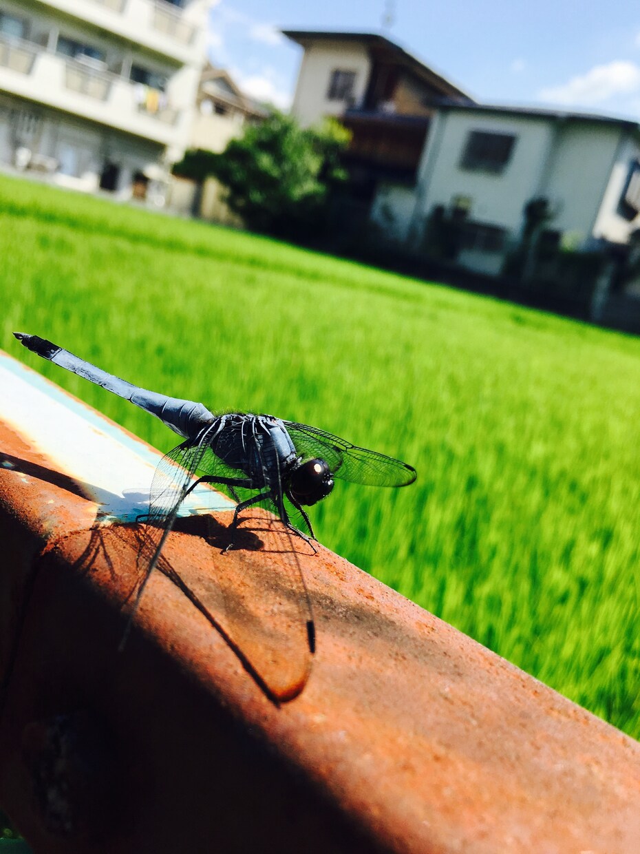 日本語⇄中国語の翻訳を手伝います 日本語⇄中国語(繁体字、簡体字)の翻訳を承ります。 イメージ3