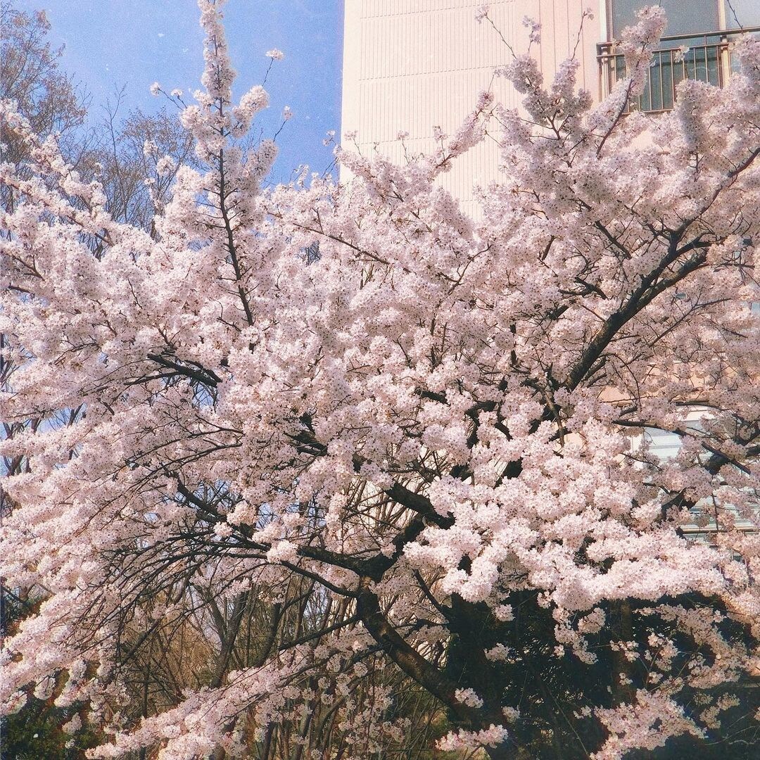 恋話、愚痴、失恋、不倫、浮気など相談のります 一人で悩むぐらいなら私に相談してね！ イメージ1
