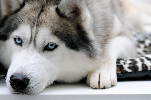 獣医師が犬猫との暮らしの疑問にお応えします 複数の動物診療施設に携わる現役獣医があなたの疑問に応えます！ イメージ3