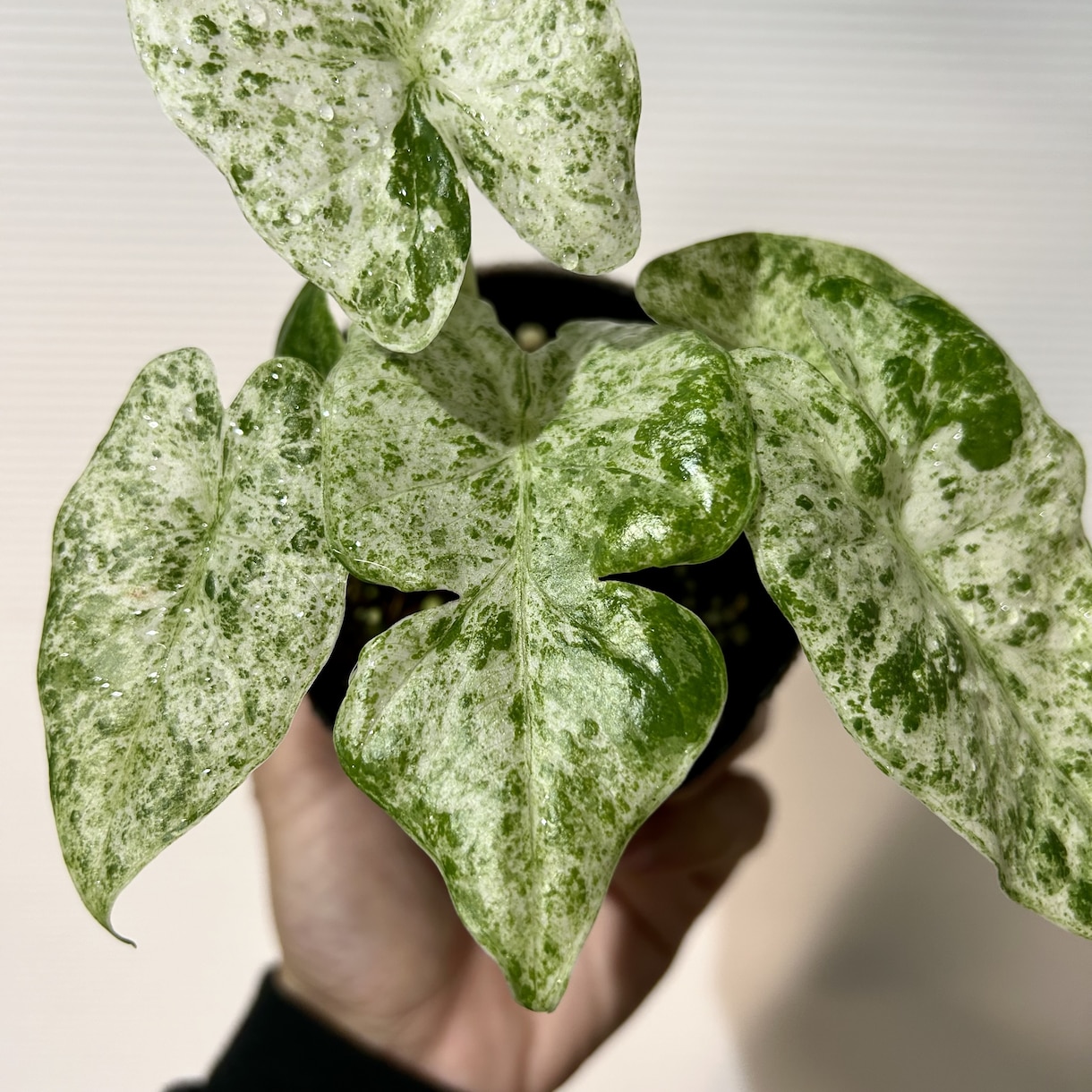 植物全般診断致します 植物の不調に直ぐにアプローチします！ イメージ2
