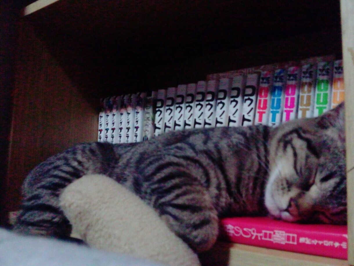 猫プロが撮った写真集あります 猫大好きな猫好き猫ままです！猫の写真提供 イメージ5