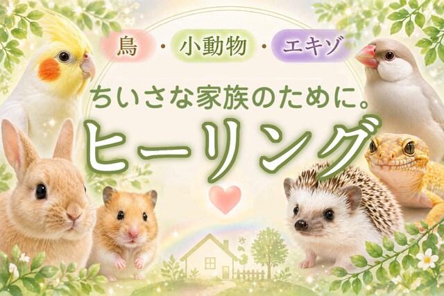 鳥・小動物・エキゾの遠隔ヒーリングします 小さな命と飼い主さんに寄り添います｜健やかな毎日をサポート イメージ1