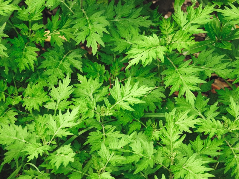 ハーブコーディネーター講師が5種類寄せ植え教えます ハーブを使って✳おいしい食卓✳ハーブを食べよう!! イメージ10