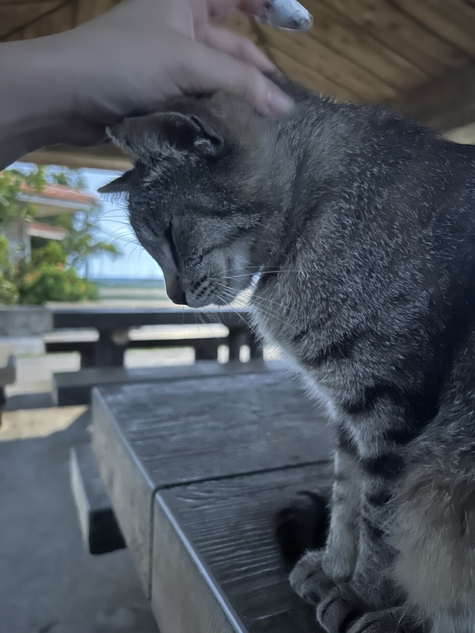公園やビーチに居る猫の写真撮影致します 猫の写真撮影から動画撮影、写真集作成まで致します！ イメージ1