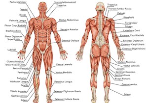 筋肉の知識教えます 起始停止やどの動きで使えるかをイラストや画像で分かり易く説明 イメージ1