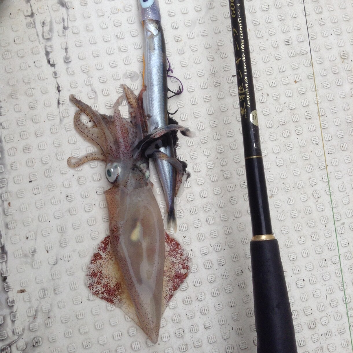 北海道の釣り楽しい話しします マグロからヤマメ迄の、釣り教えます。 イメージ9
