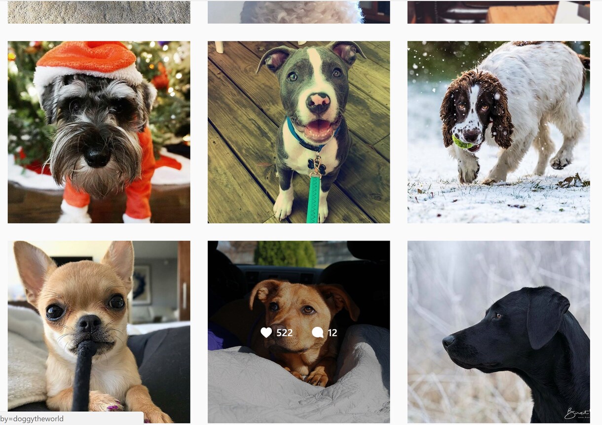 Instagramであなたの写真・動画を投稿します フォロワー30千人!犬がテーマのインスタグラムPRにオススメ イメージ1