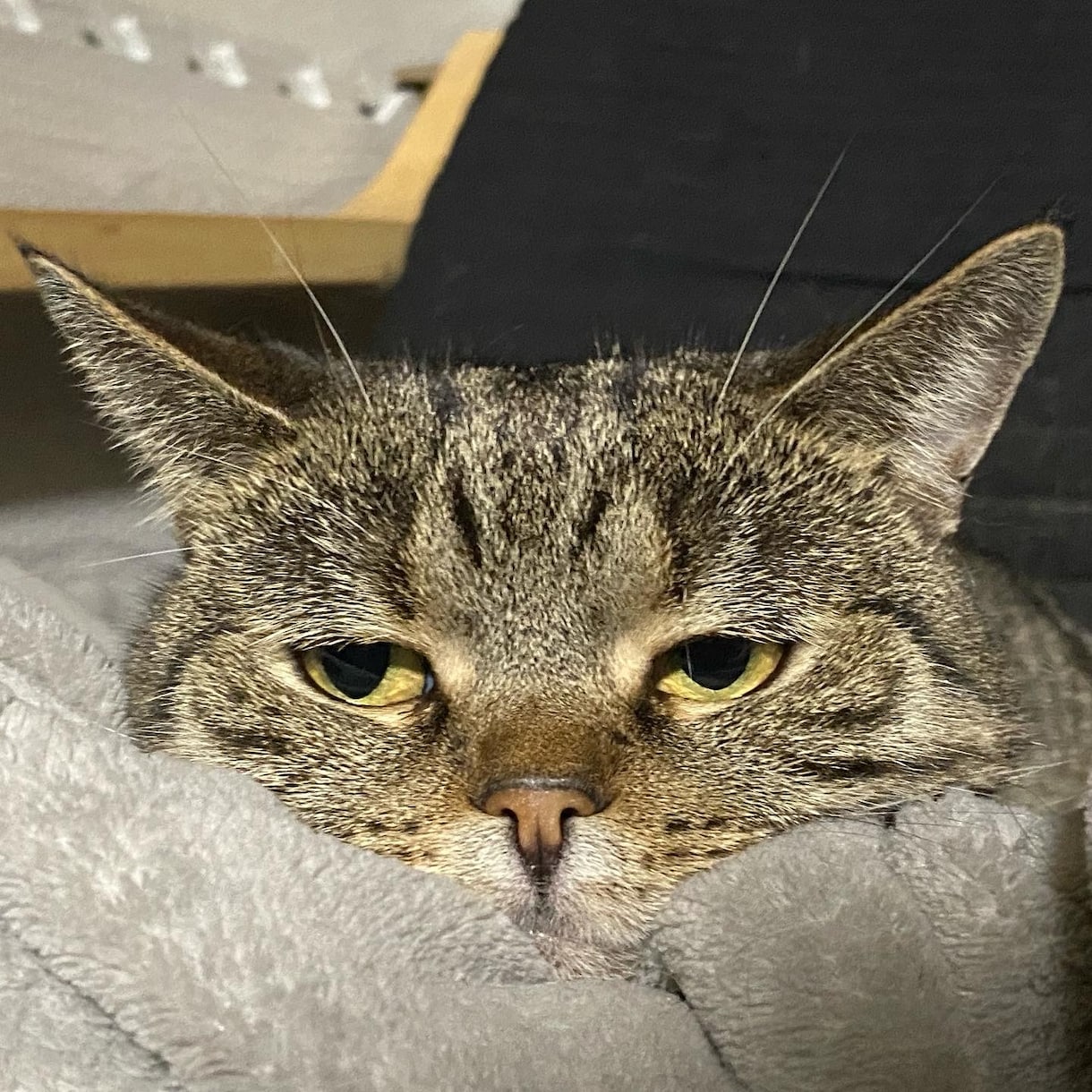 ペットに関するご相談承ります 動物に関する相談等、お悩み事に対しての解決策をお手伝いします イメージ4
