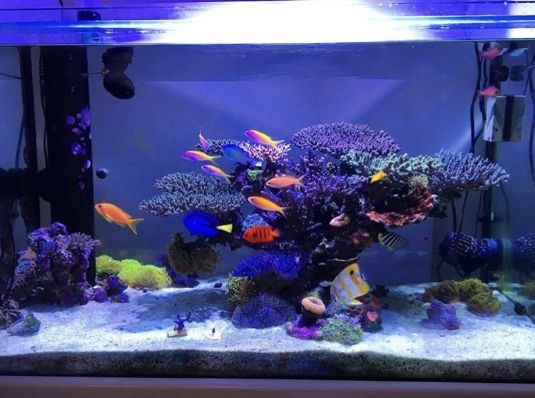 海水水槽、飼育に関する相談お受けします マリンアクアリスト兼建築士による海水水槽や飼育アドバイス イメージ1