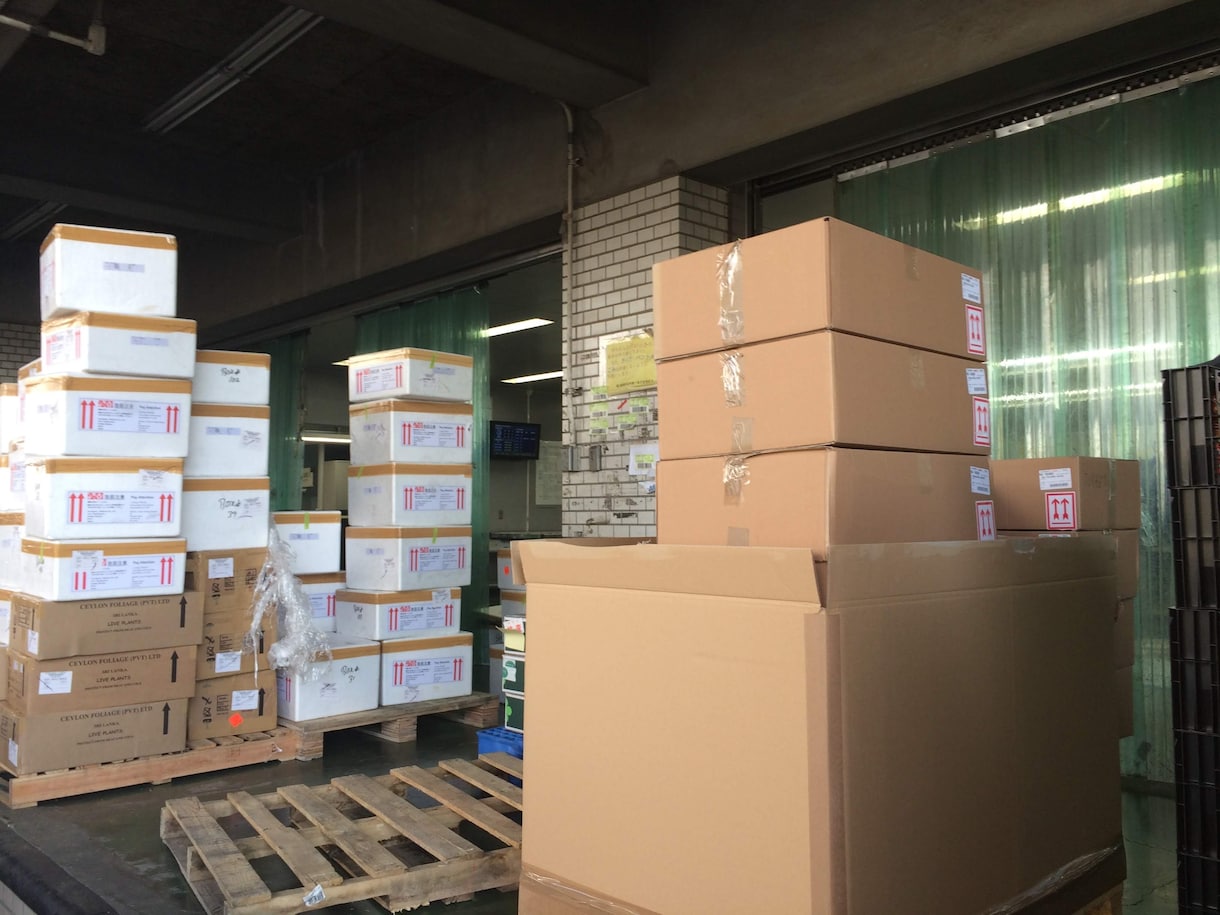 輸入時の食品届や動植物検疫のアドバイスいたします 食品や動植物由来の製品などの輸入アドバイスをいたします。 イメージ1