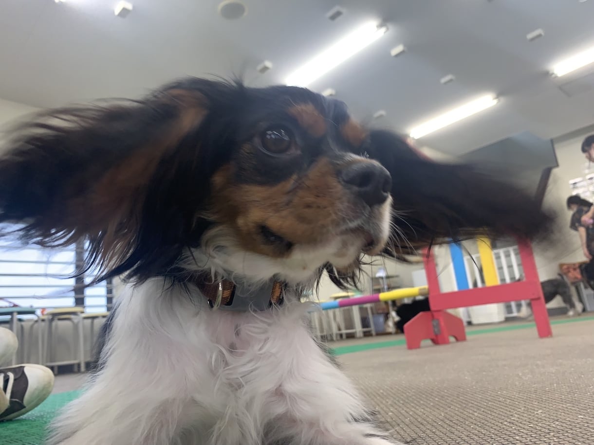 しつけ相談受付中！わんちゃんの気持ち、通訳します 犬も人も、もっと笑顔になれるしつけを。 イメージ2