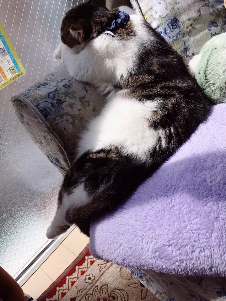 猫ちゃんの写真・動画売ります 白いチンチラの猫とブチのスコティッシュ猫 イメージ3