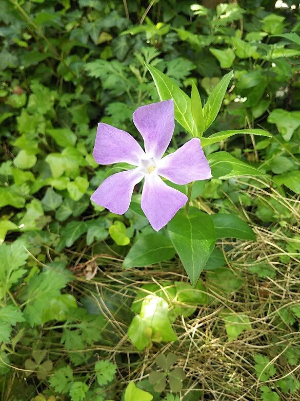 今のあなたの魅力を伝えるお花をお選びします 魅力を表すお花＆高次元のメッセージ＆未来を変えるセッション イメージ5