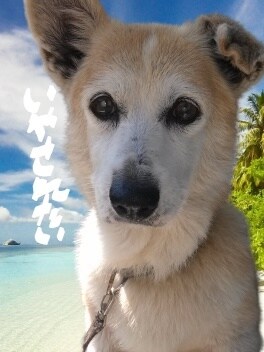 聞いてもらいたい！　繊細な心の止まり木になります 2千件以上実績（コンサル/カウンセリング/コーチング/講師） イメージ1