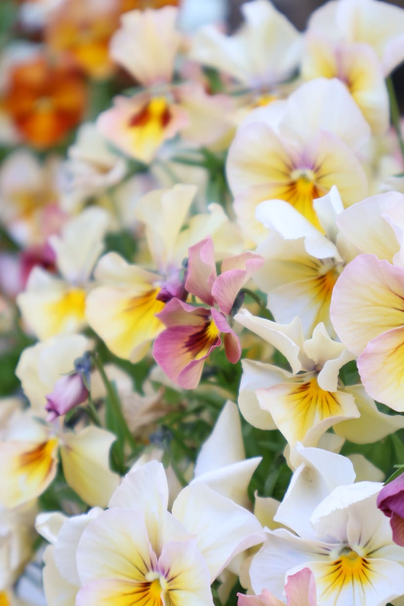 商品の魅力を引き出すお写真撮影します 花や植物、ハンドメイド、化粧品等SNS宣伝用商品撮影承ります イメージ8