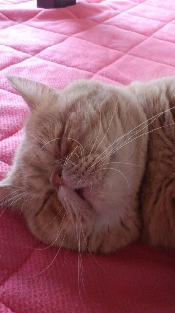5分でも♡3分でも1分でも♡電話でお話し聴きます ちょっとだけでもお話ししていきませんか♡ イメージ2