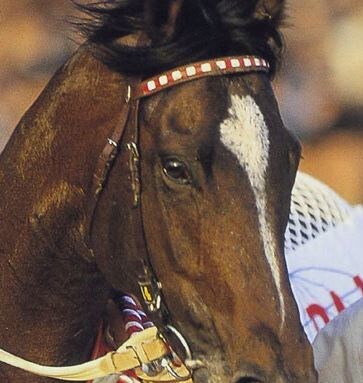 2024サマーセールの馬体診断をいたします あなたの夢の競走馬を見つけるお手伝いをいたします！ イメージ1