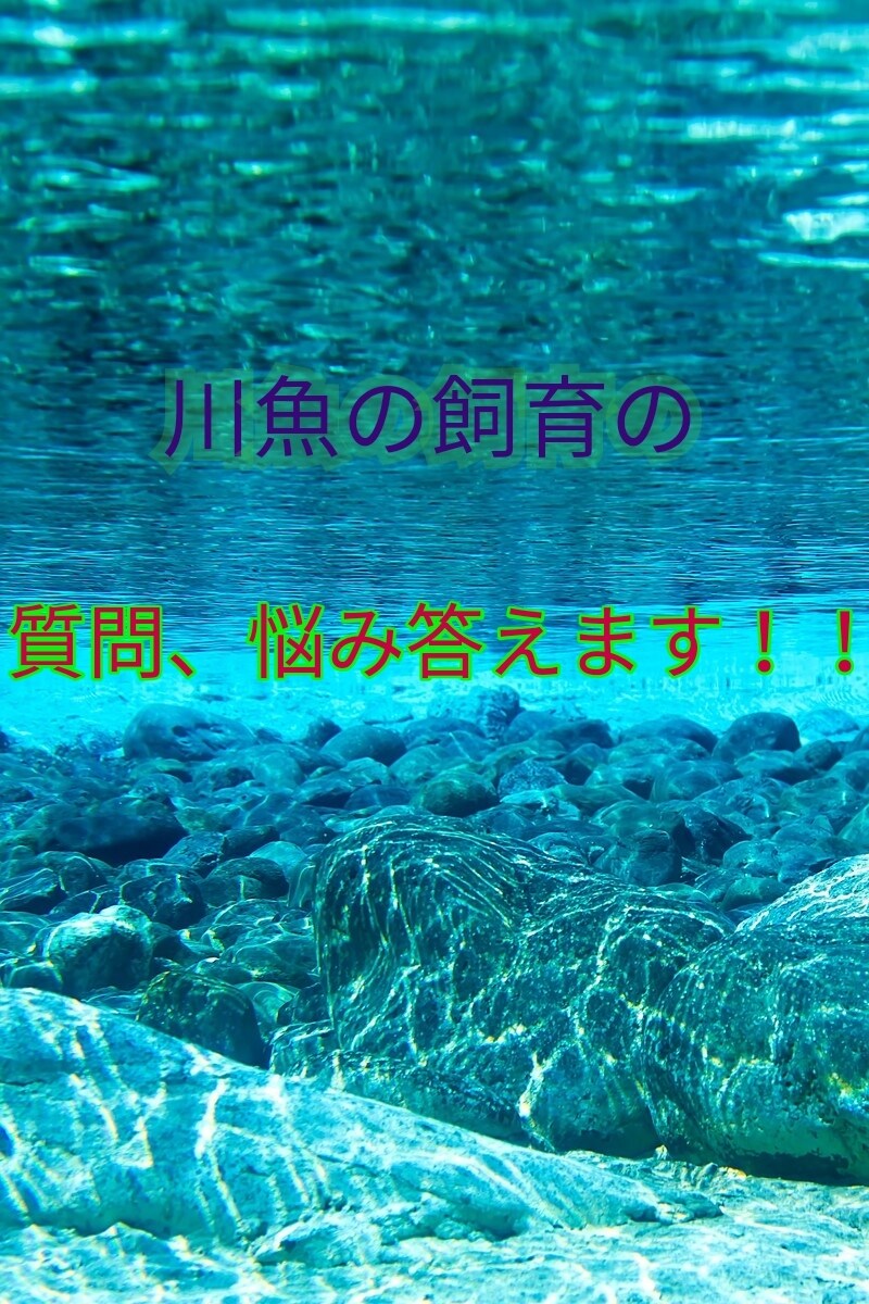 川魚の飼育、悩みについて答えます この魚どう飼育すればよいですか？などといった質問に答えます イメージ1