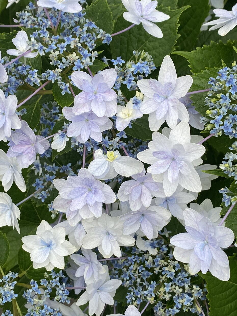 紫陽花の育て方でお悩みでしたら解決します 紫陽花、来年は今年以上に花を咲かせましょう。 イメージ2