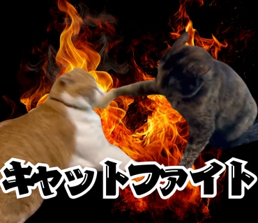 あなたのペットの写真でLINEスタンプ作ります 送っていただいた日常の写真をもとに12個制作！ イメージ8