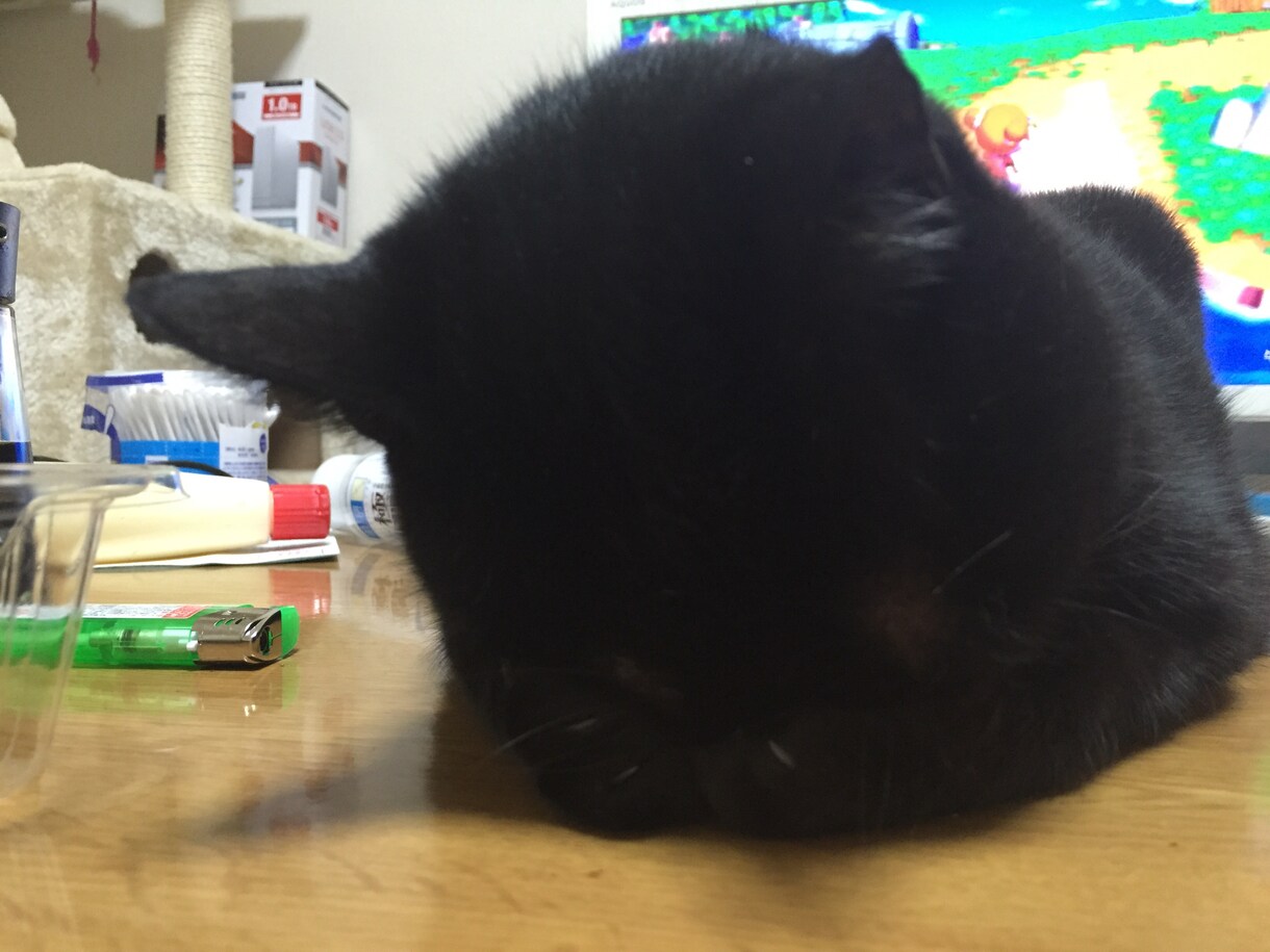ペットのお悩み相談乗ります。 イメージ2