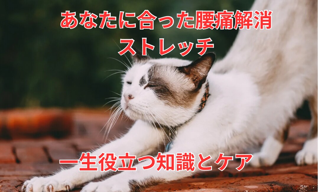 あなたに合ったストレッチお届けします 鍼灸整体師腰痛専門のストレッチ講座 イメージ1