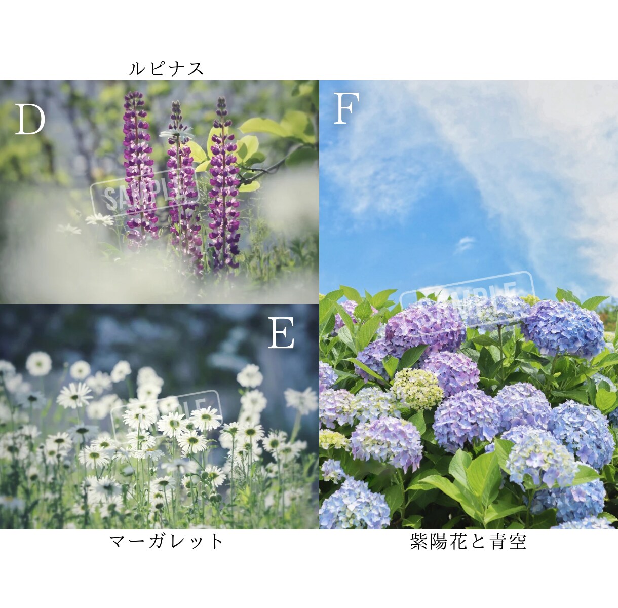 SNSに使える高品質な写真の素材提供します カメラ歴7年の私が撮影したお花や猫の イメージ3