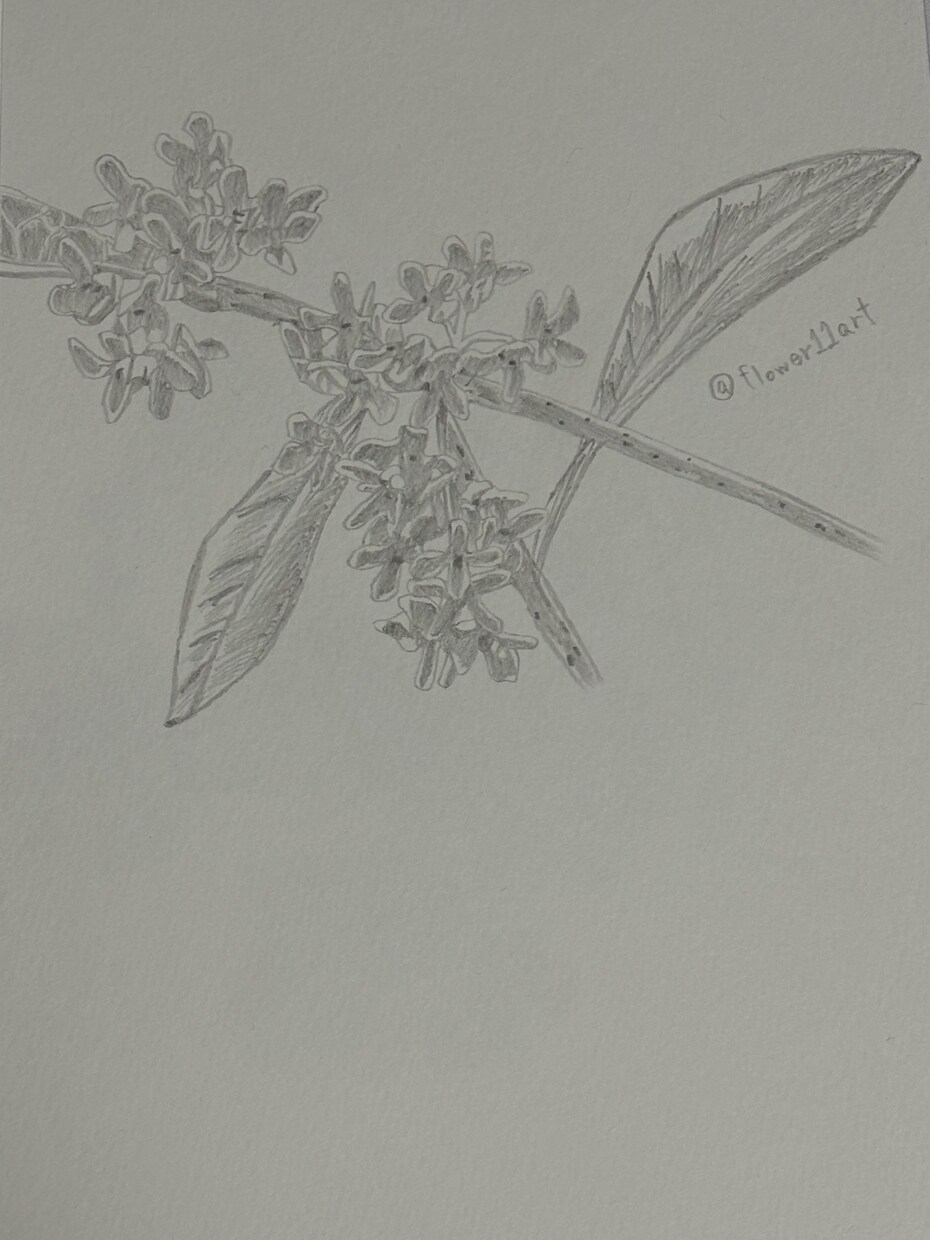 鉛筆でご依頼されたお花の絵を描きます 素人の模写作品です。本気で描かせていただきます。 イメージ7