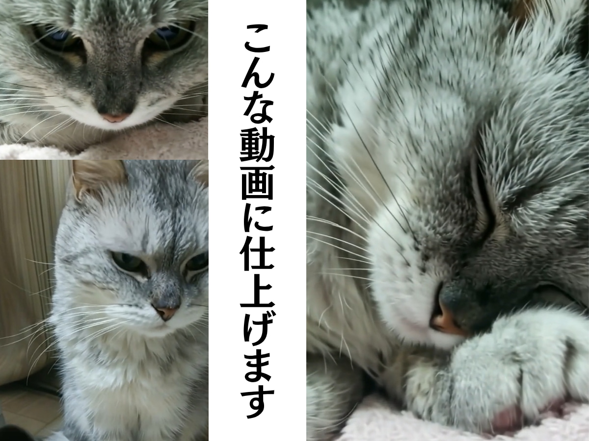 大切な子の思い出を、動く姿で残しませんか?ます 大切なペット写真から、自然な動きのある思い出動画を制作します イメージ2