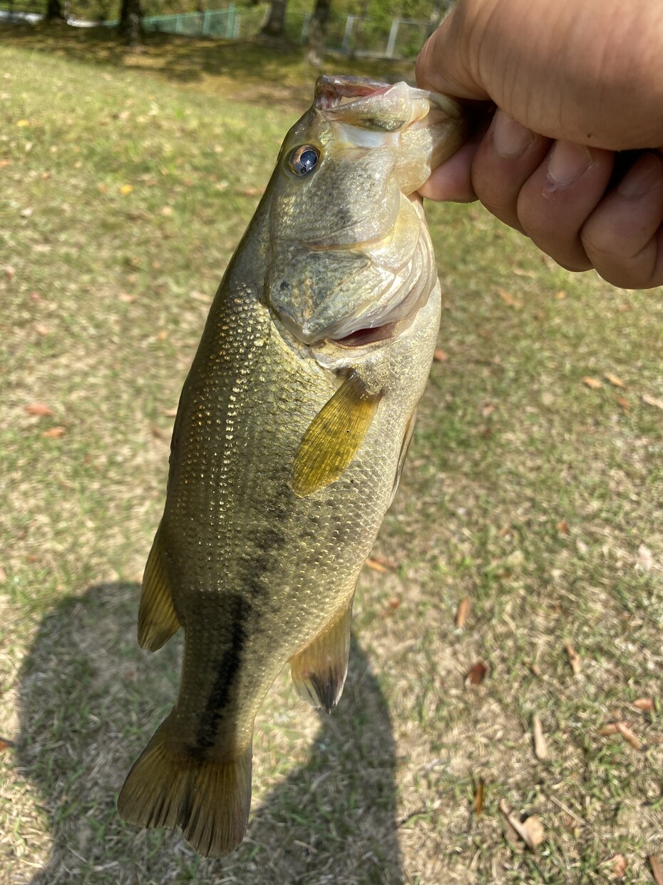 初心者向けのバス釣りアドバイスを提供致します 始めてみたい方や始めたばかりの人にバス釣りの基本を教えます。 イメージ1