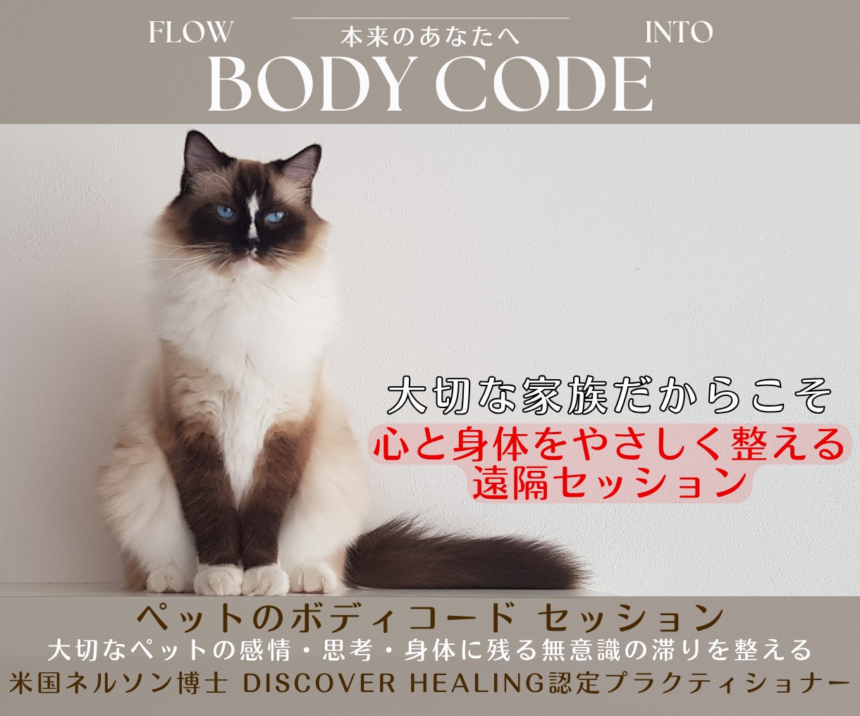 愛するペットの心・体・エネルギーを根本から整えます 言葉にならない不調にエネルギーの視点からしっかり寄り添います イメージ1