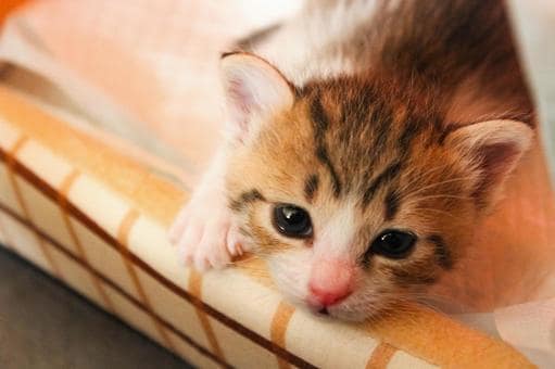 大切なペット！遠隔で施術して元気になってもらいます ペットは大事な家族です。高次元の方々のサポートでいつも通りに イメージ1