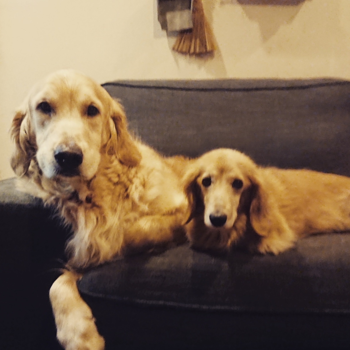 犬のしつけにお困りのかた、相談受けます ワンちゃんを飼う上で注意することしつけの時に注意すること イメージ3