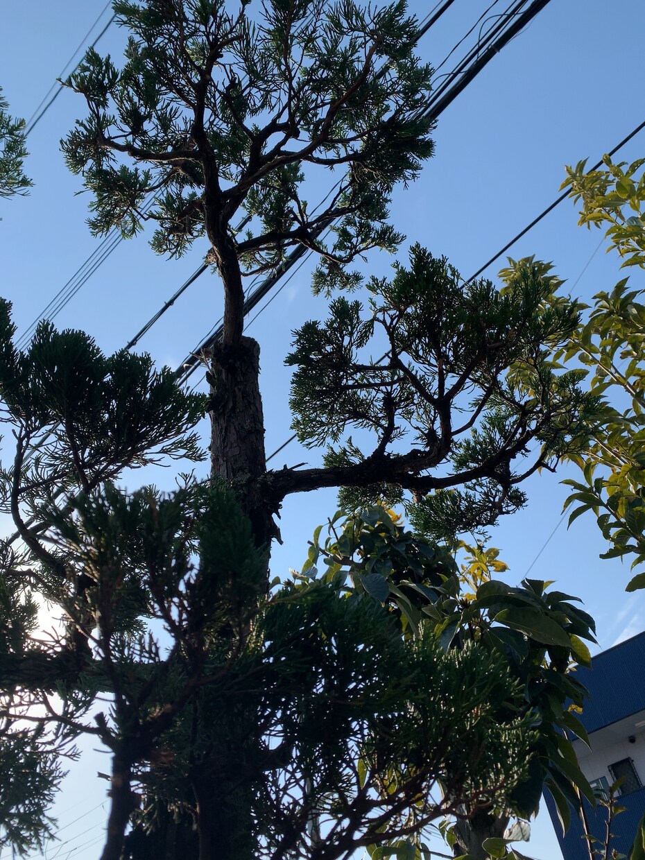お庭や庭木のお悩み相談承ります 現役植木屋の実際の体験を元にお答えします。 イメージ5