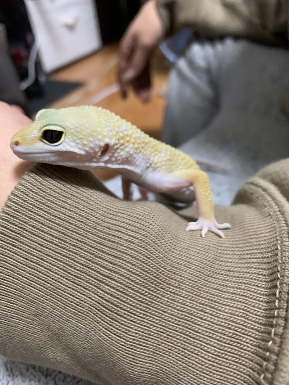 レオパードゲッコー飼育の悩み相談をできる限りします レオパードゲッコー飼育を考えてる方、飼育していて悩んでる方へ イメージ2