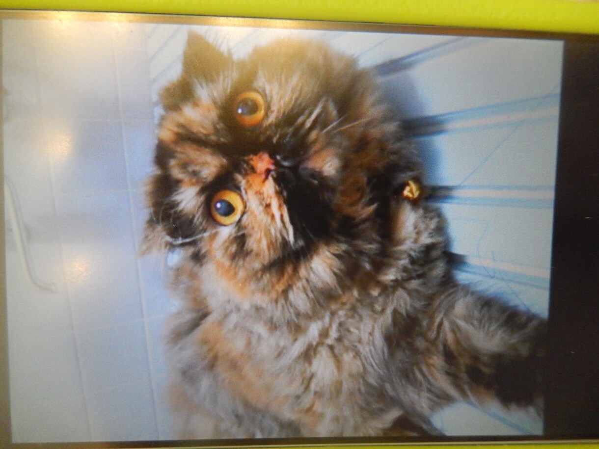 愛する家族であるペットの似顔絵作成させて頂きます 写真データを聞き取り元にあなたのペットを描かせて頂きます イメージ8