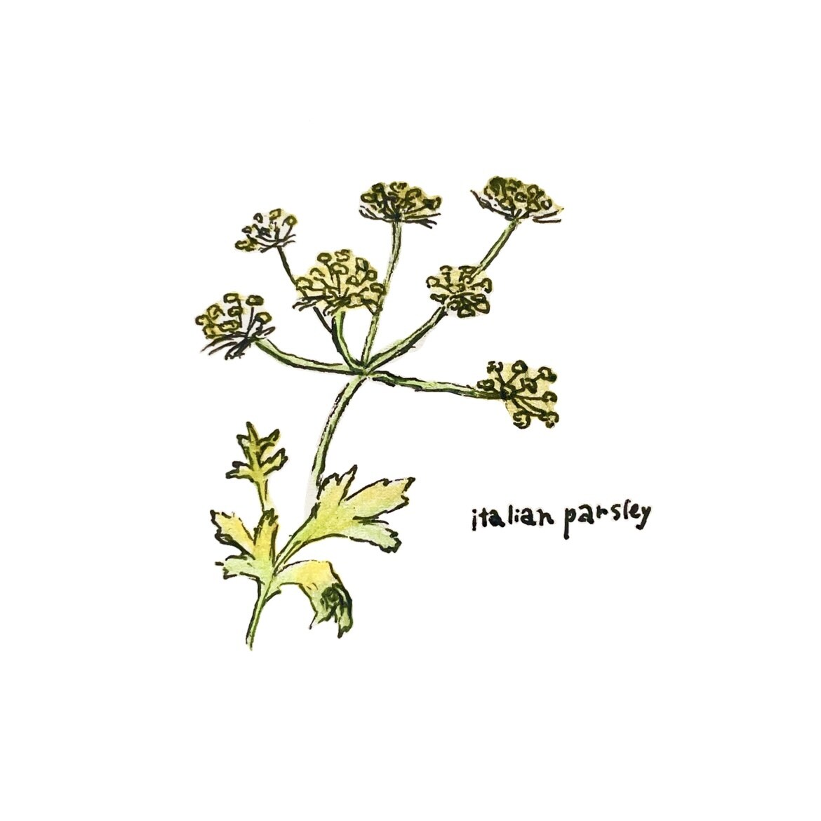 メニュー用ボールペンイラストをモノクロで描きます 手描きならではの味を活かしたレトロなボールペンイラストです！ イメージ6