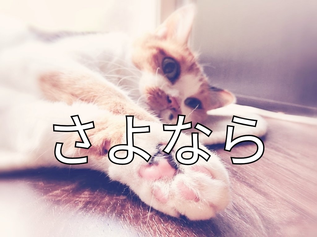 ペットロスの悩みや苦痛は誰にでもおこります カードリーディングであの子の気持ちに☘寄り添います イメージ1