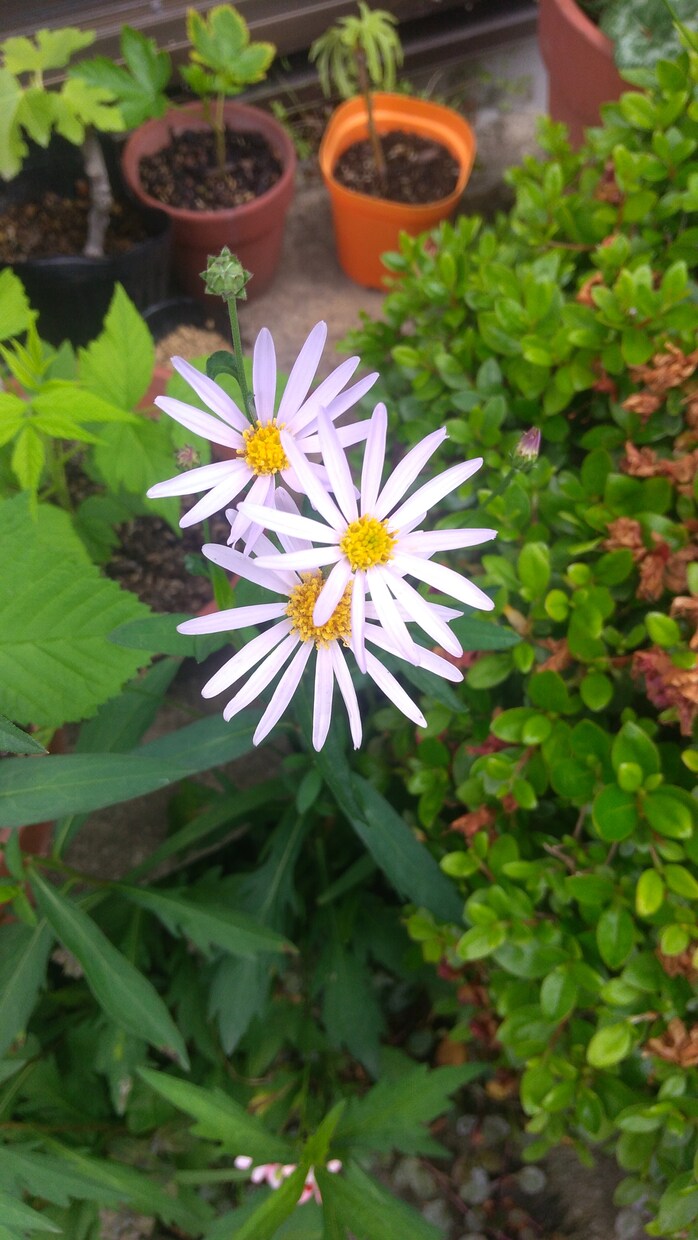 植物に関する相談を受けます 趣味の範囲で植物に関する事をアドバイスいたします。 イメージ1