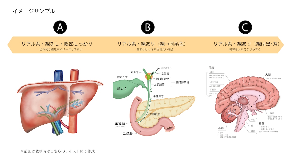 分かりやく見やすい！医療・解剖イラストを作成します 医療系イラスト実績あり！WEB・資料・論文作成をサポート！ イメージ4