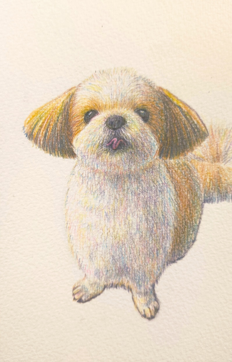 色鉛筆でペットや動物のあたたかみのある絵を描きます あなたのお気に入りの写真を素敵な絵にしませんか？ イメージ1