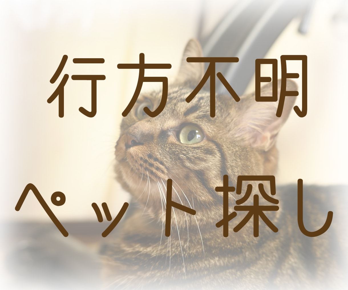 迷子のペット探します 行方不明のペットはどこ？戻ってくる？ イメージ1